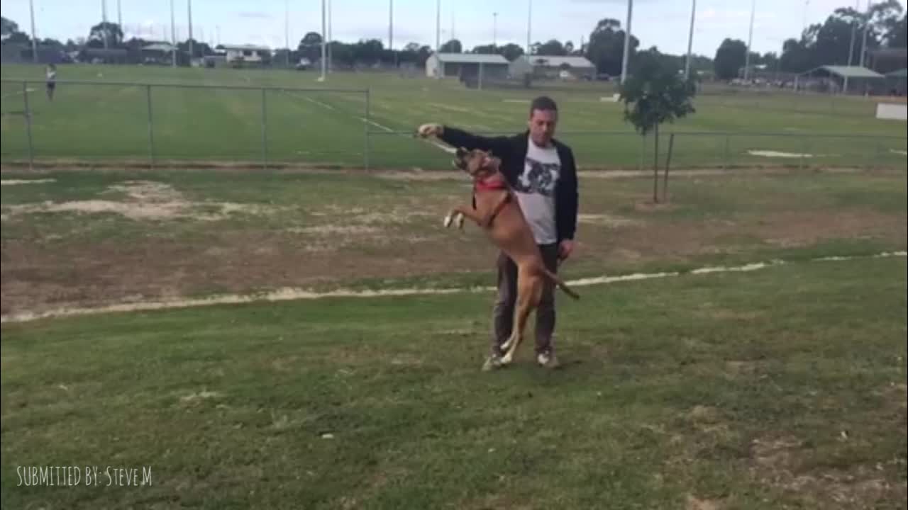 This Boxer Has Skills!