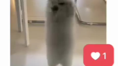 Wait for end Cute cat Kitten growing up #funnycat