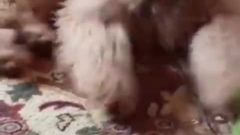 FUNNIEST ANIMAL 2024 in Tiktok