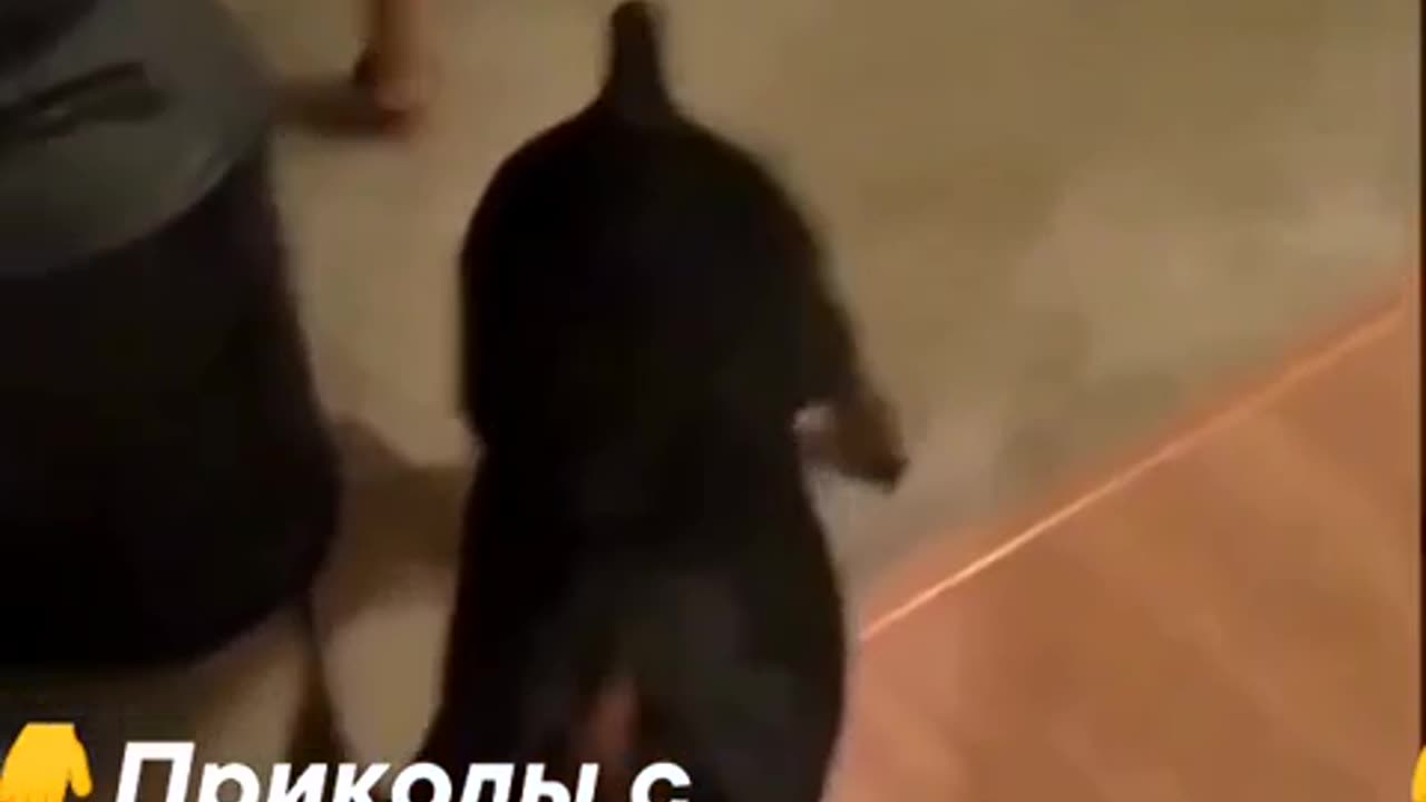Funny))) 😅🤣