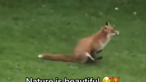 Nature funny