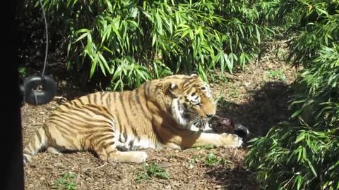 Video of a Tiger Eating
