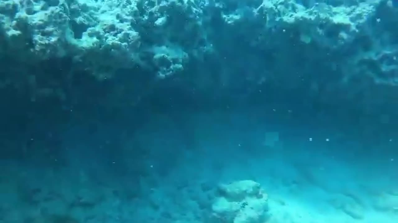 wildlife