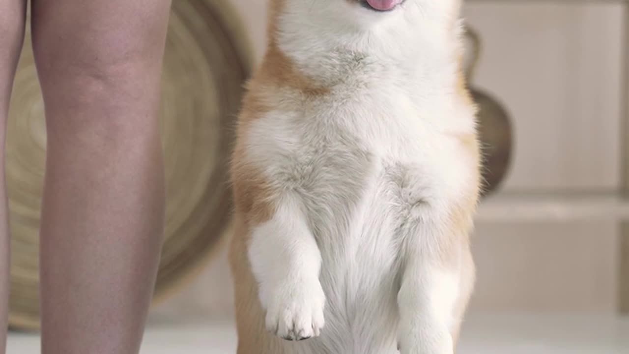 Cat funny video collection