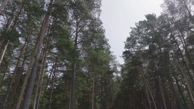 green leafy tall forest