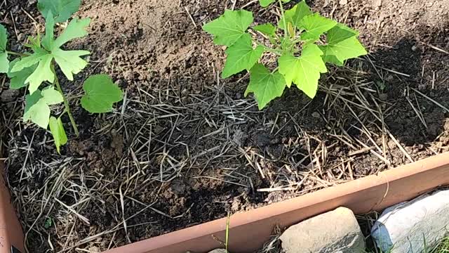 How Humans are like Gardens