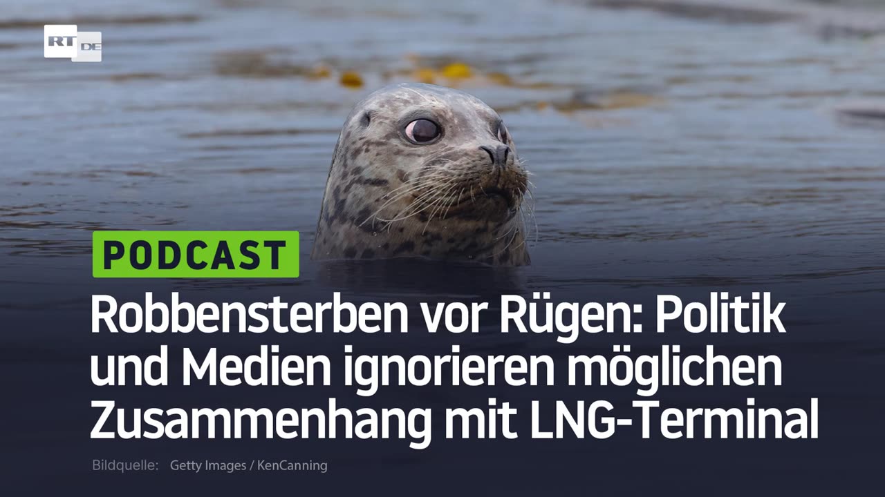 Robbensterben vor Rügen: Politik und Medien ignorieren möglichen Zusammenhang mit LNG-Terminal