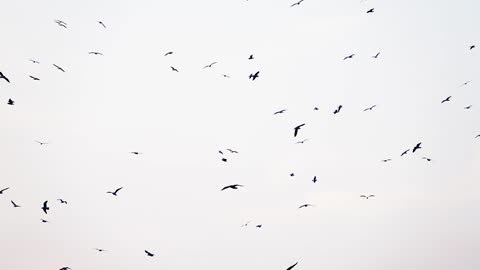 Stunning Bird Flock Formation: A Majestic Aerial Display