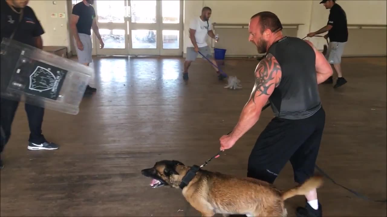 Protection dog training / crowd control exercise