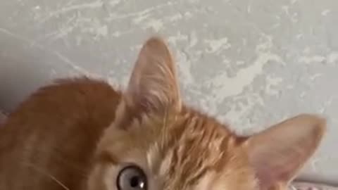 Beautiful cat 🐈 trending video