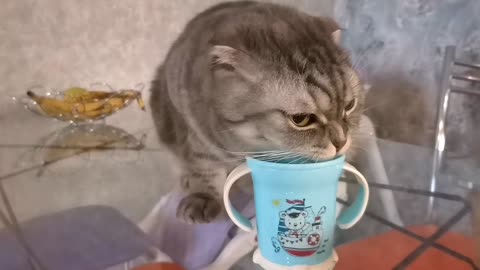 Cat drinks water from children's glass