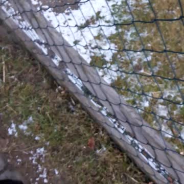 Sweet cat falling down