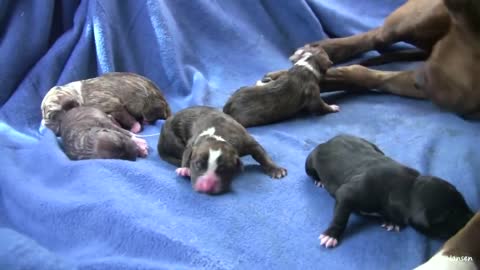 WEIRDEST DOG BREED SHORT #DOG
