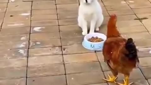 Funny cats and hen