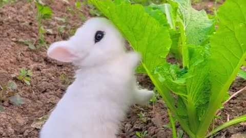 Rabbit 🐰 enjoy carrot 🥕 in garden