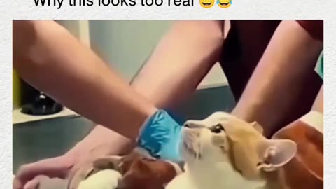 Funny Cat Video
