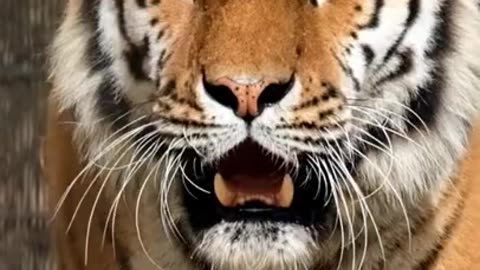 টাইগার