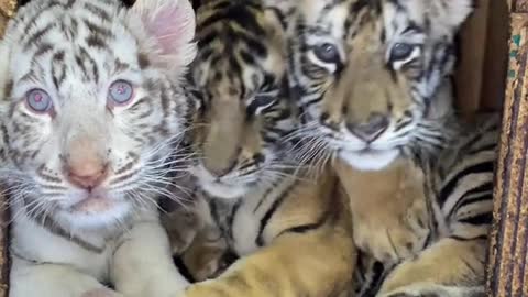 Little tiger