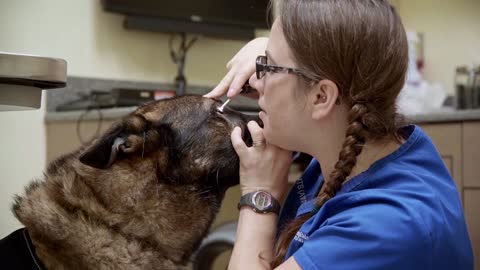 National Service Animal Eye Exam Day at UF