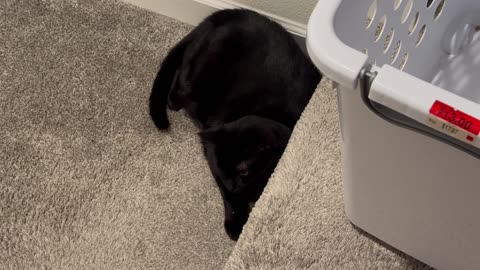 Cute Precious Piper Was Hunkered Down Before the Hurricane - Adopting a Cat from a Shelter Vlog