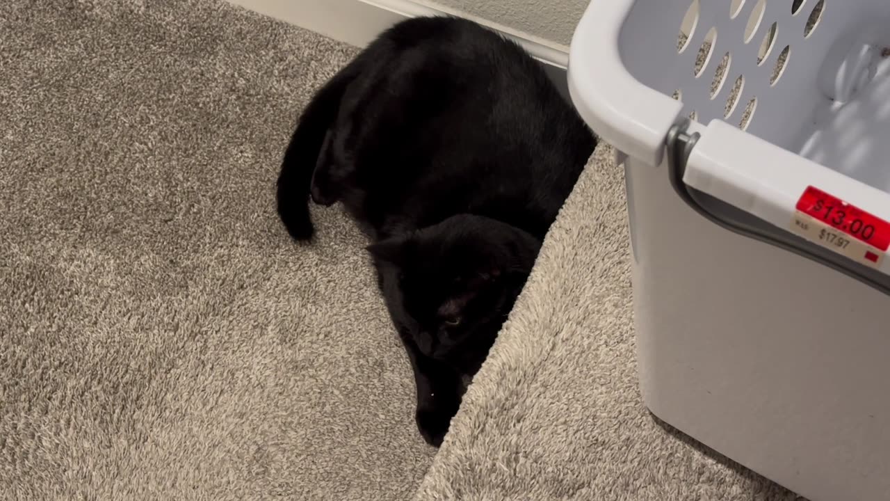 Cute Precious Piper Was Hunkered Down Before the Hurricane - Adopting a Cat from a Shelter Vlog