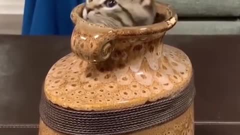 Loving cats: Hide & Seek