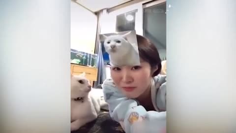 Cats attacking people compilation.Cats slapping their owner. Funny cats video.