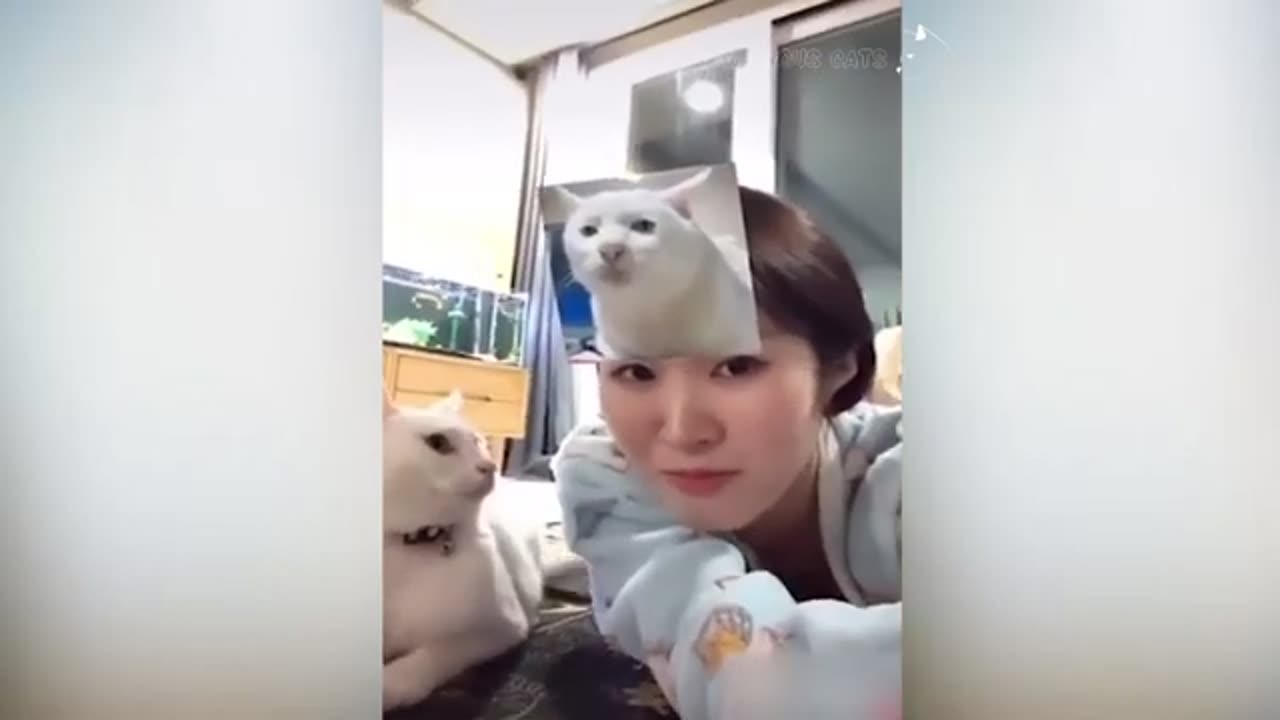 Cats attacking people compilation.Cats slapping their owner. Funny cats video.