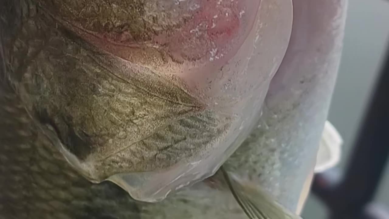 Largemouth bass.