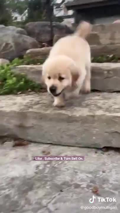 Cute Little Dog Dance