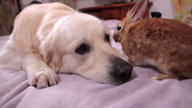 Dog and Rabbit are Inseparable Friends Forever