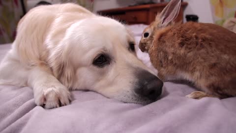 Dog and Rabbit are Inseparable Friends Forever