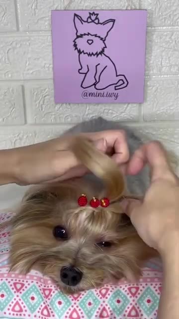 Funny Animals Videos