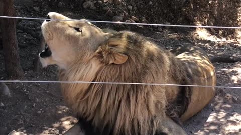 Dangerous lion king