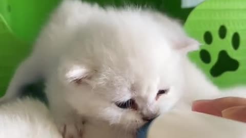 Cute kitten