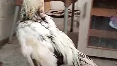 Rooster aseel