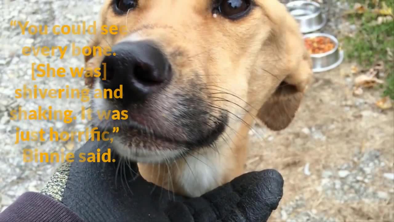 When A Woman Dumpe This Dog In The trh, She What The Ga ge Man Would Do.mp4