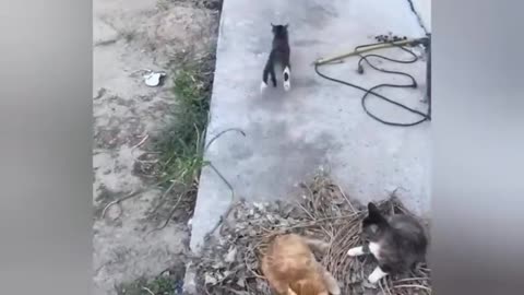 27 minutes of adorable cats and kittens videos to keep you smiling