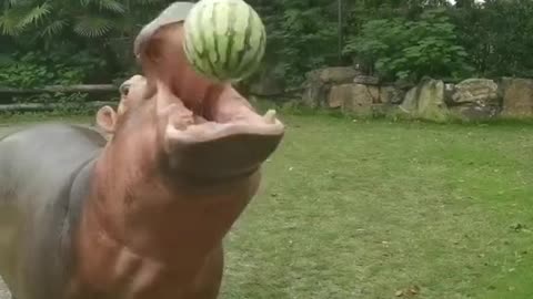 A hippopotamus