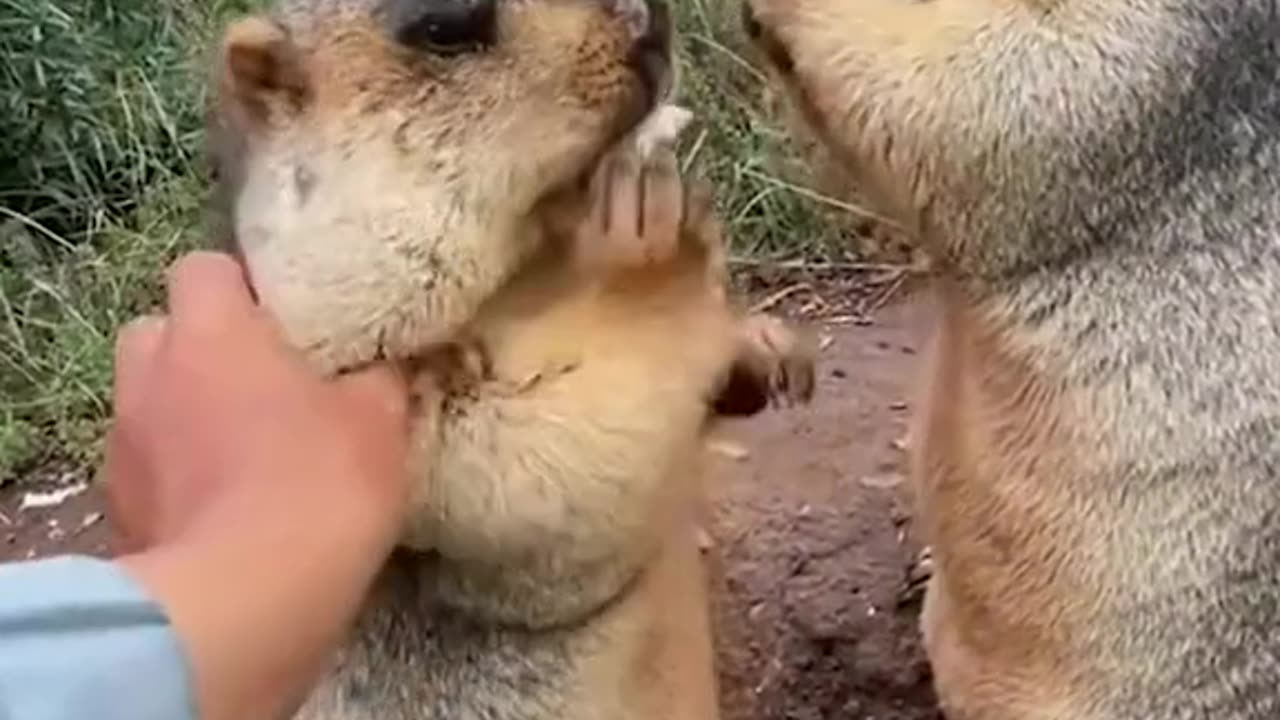 Crazypets12