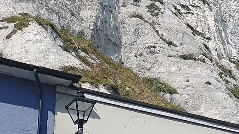White cliffs