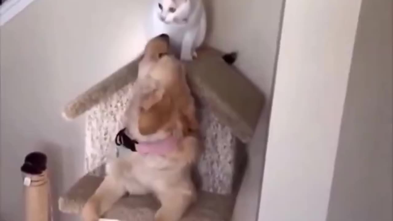 Cats & dogs living together, mass hysteria!