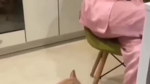 very funny cat and dogs compilation
