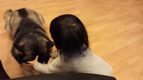 Baby Loves Siberian Husky Dog