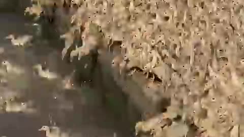 Beautiful babies of ducks 😍