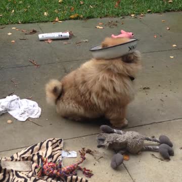 Cachorro logra dejar un bowl trabado en su cabeza
