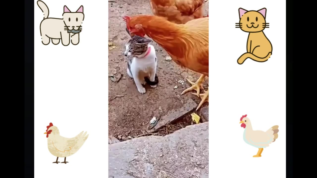 Funny animal fight