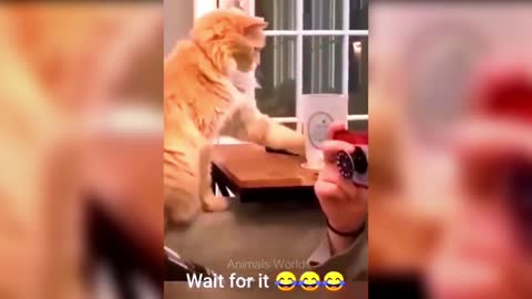 Wow So Cute 😍 Funniest Cats and Dogs 😺🐶 Part 28