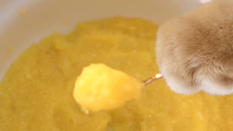 Cat chef