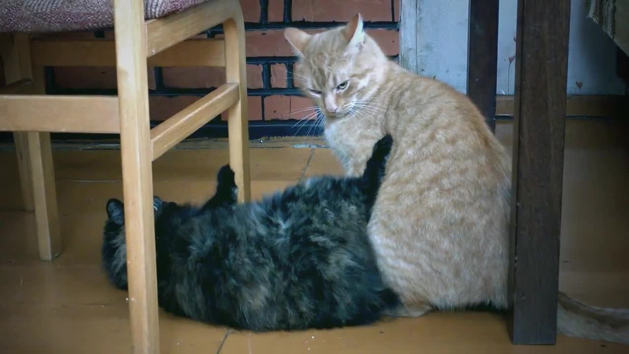 cats funny reaction❤